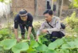 Petani Demangan Olah Lahan Sela Jadi Kebun Labu Putih dan Sayuran