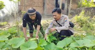 Petani Demangan Olah Lahan Sela Jadi Kebun Labu Putih dan Sayuran