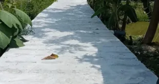 Pemdes Kemlagi Lor Realisasikan Pembangunan Jalan Rabat Beton.