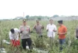 Dukung Program Ketahanan Pangan dan MBG, Kapolres Nganjuk Tinjau Panan Raya Tomat