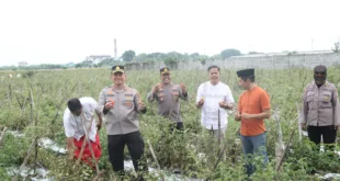 Dukung Program Ketahanan Pangan dan MBG, Kapolres Nganjuk Tinjau Panan Raya Tomat
