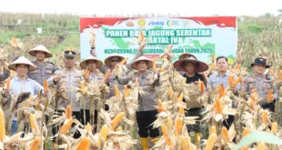 Polres Nganjuk Dukung Swasembada Pangan Lewat Panen Raya Jagung Serentak di Rejoso