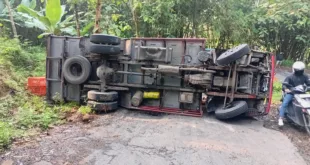 Tragedi di Tanjakan Sawur,Truk Pengangkut 2.500 Ayam Terguling, Ribuan Ternak Mati