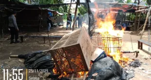 Polsek Ngronggot Bongkar Lokasi Diduga Perjudian Sabung Ayam di Klurahan