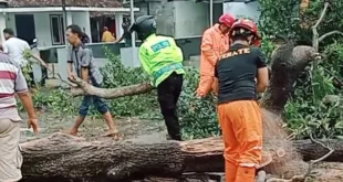 Kapolsek Ngronggot dan BPBD Gerak Cepat Evakuasi Pohon Tumbang di Bulakmiri