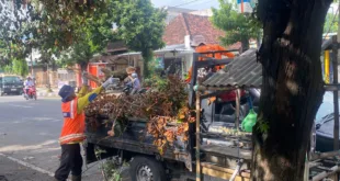 RANTING POHON PATAH SULITKAN WARGA – PUPR KAWEDANAN TANGANI DENGAN CEPAT