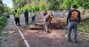 Pohon Tumbang Tutup Jalur Sarangan–Cemorosewu, Polisi Bersama BPBD dan Warga Gerak Cepat Lakukan Evakuasi